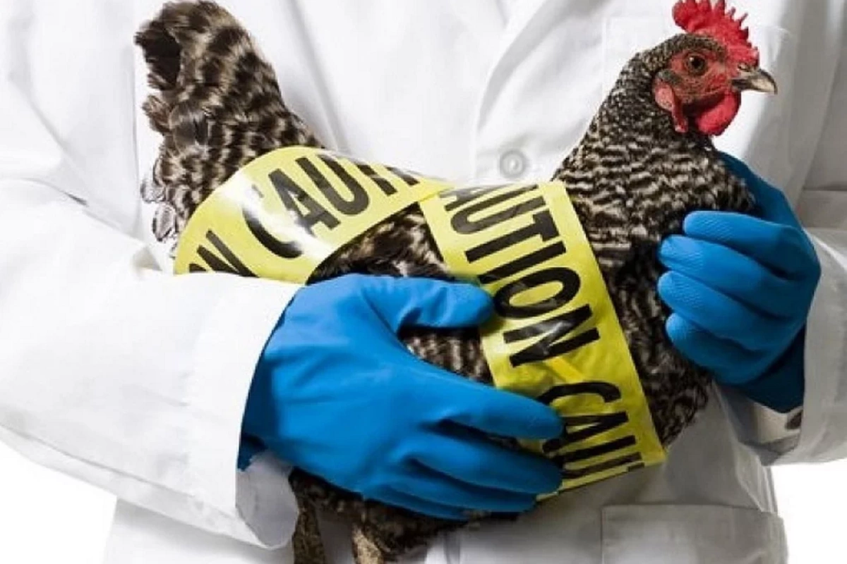 АПБА обратилось в ГТК в связи с птичьим гриппом