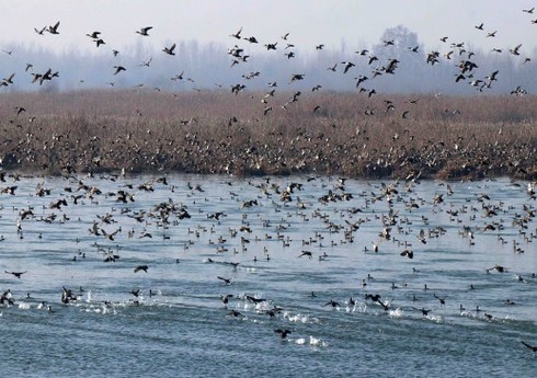 Азербайджан ограничил импорт птицеводческой продукции из ряда штатов США