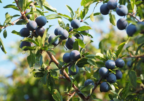 Азербайджан с начала 2024 года существенно увеличил экспорт сливы и тёрна в Катар