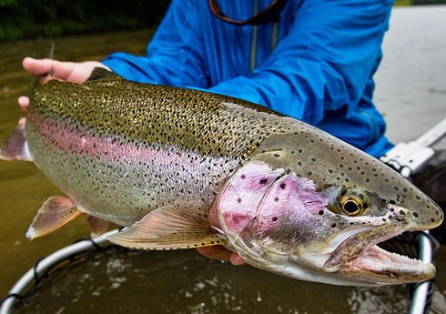 Азербайджан существенно увеличил импорт форели из Беларуси