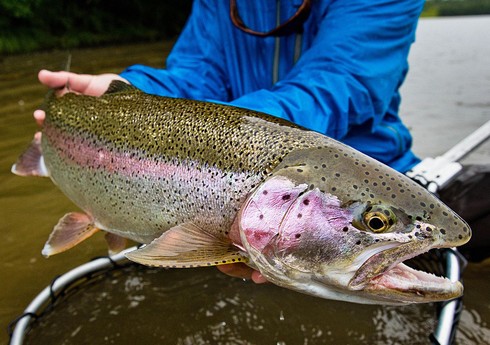 Азербайджан возобновил импорт форели из Дании