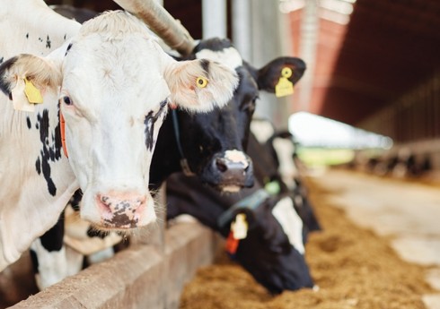Эксперт: Для покрытия спроса Азербайджану нужно около полумиллиона голов крупного рогатого скота