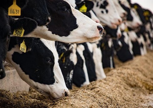 Фонд аграрного страхования выплатил 2,5 млн манатов по страхованию животноводства