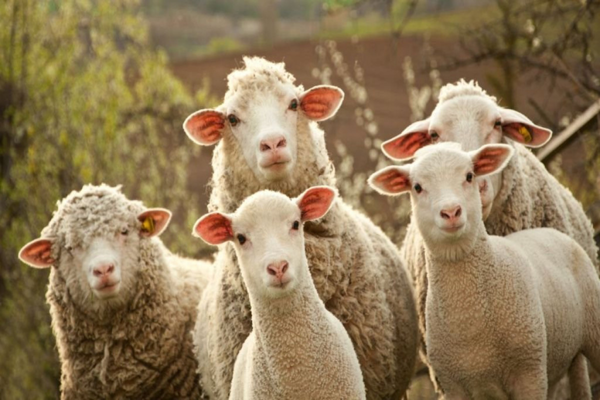 Импорт баранины из Монголии в Азербайджан резко вырос