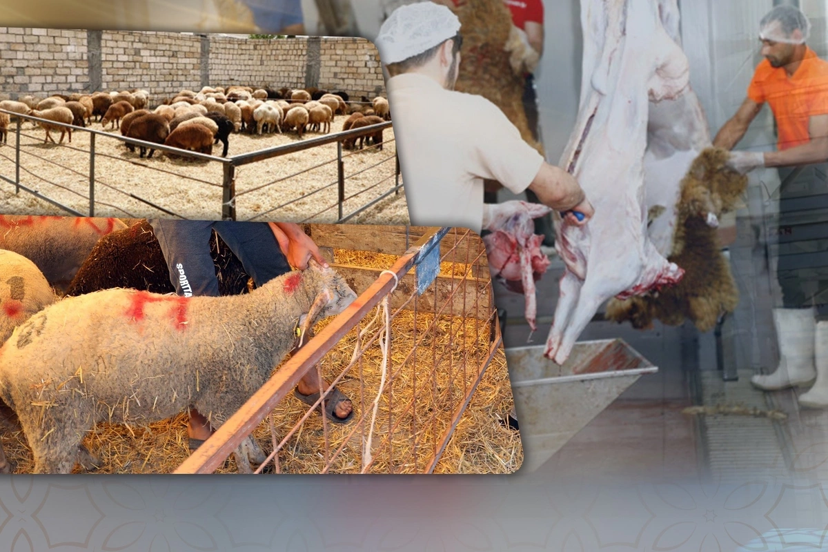 Как следует распределять мясо жертвенного животного?