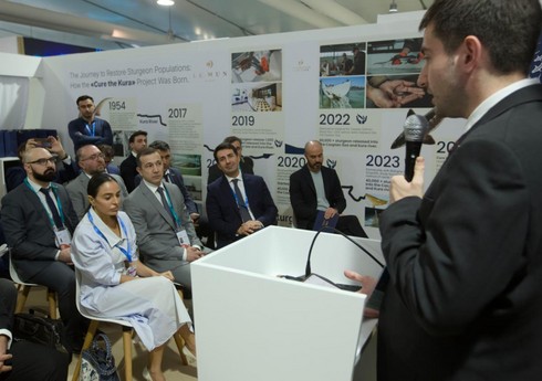 Лейла Алиева приняла участие в выпуске мальков рыб в Зеленой Зоне COP29