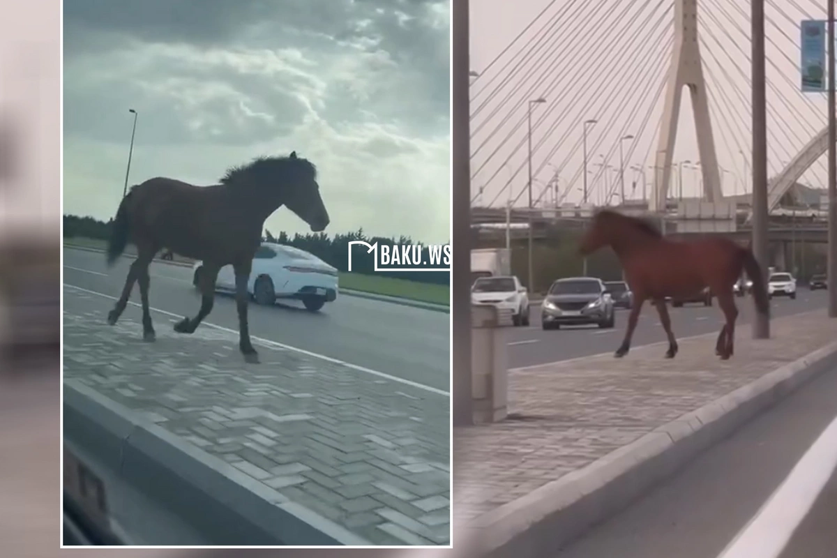 Лошадь парализовала движение на оживленном проспекте Баку