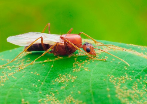 Муравьи освоили земледелие за миллионы лет до появления человека, выяснили ученые