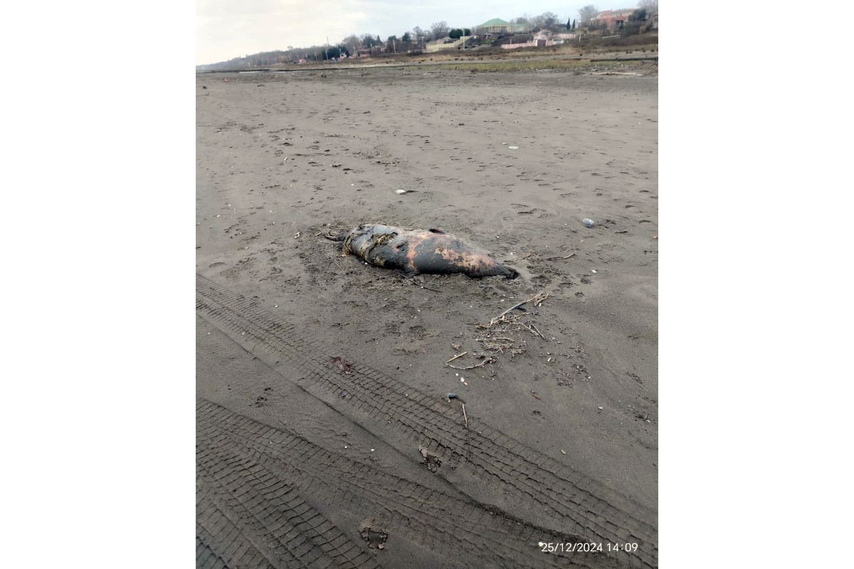 На азербайджанском побережье Каспия обнаружены туши тюленей
