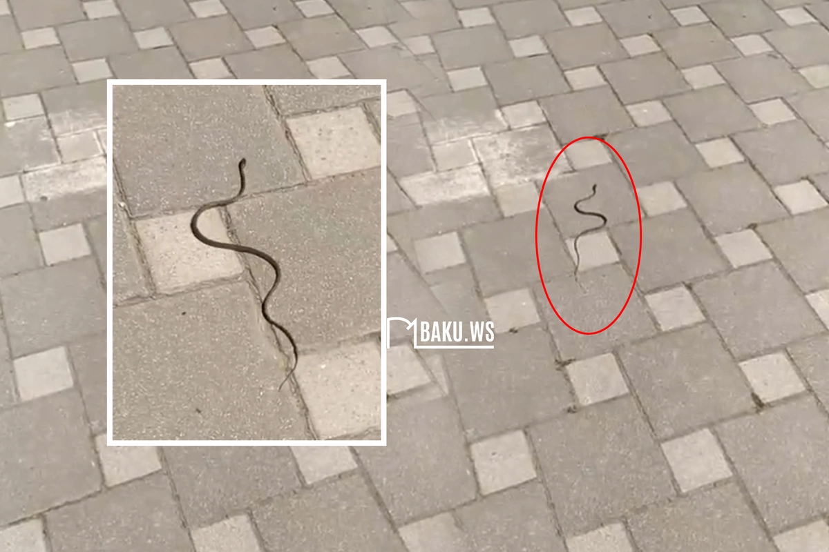 На территории бакинской школы обнаружена змея — родители в панике