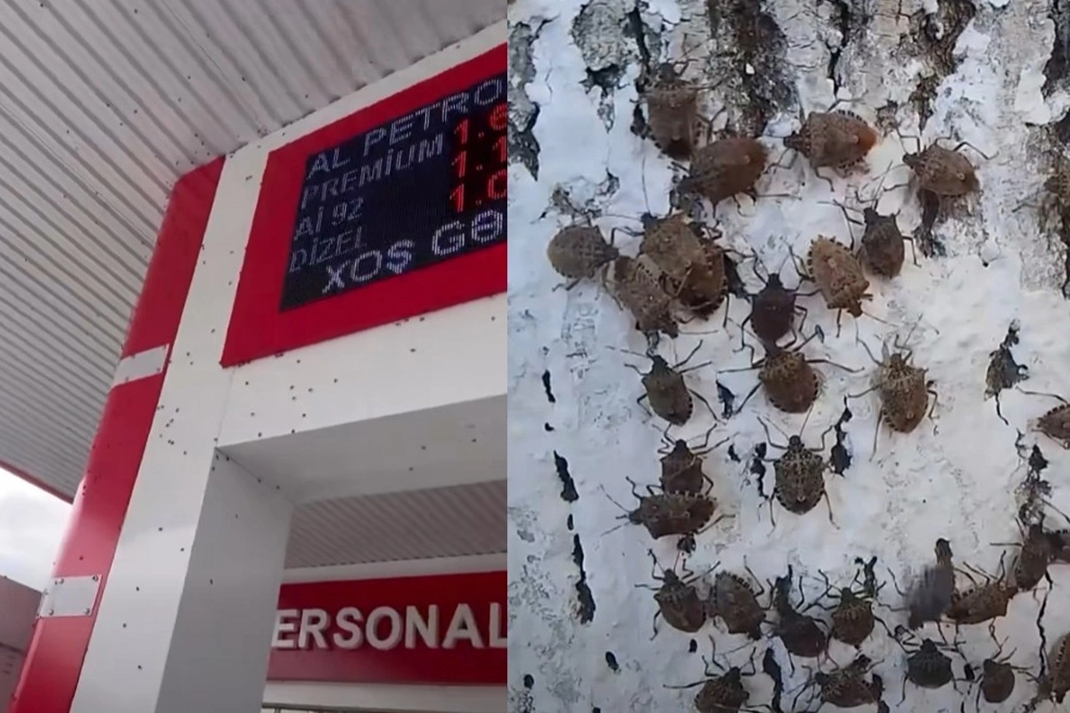 Нашествие мраморных клопов в Азербайджане: причины и последствия