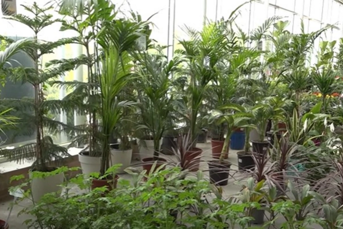 Почему некоторые деревья в Азербайджане стоят 100 000 манатов?