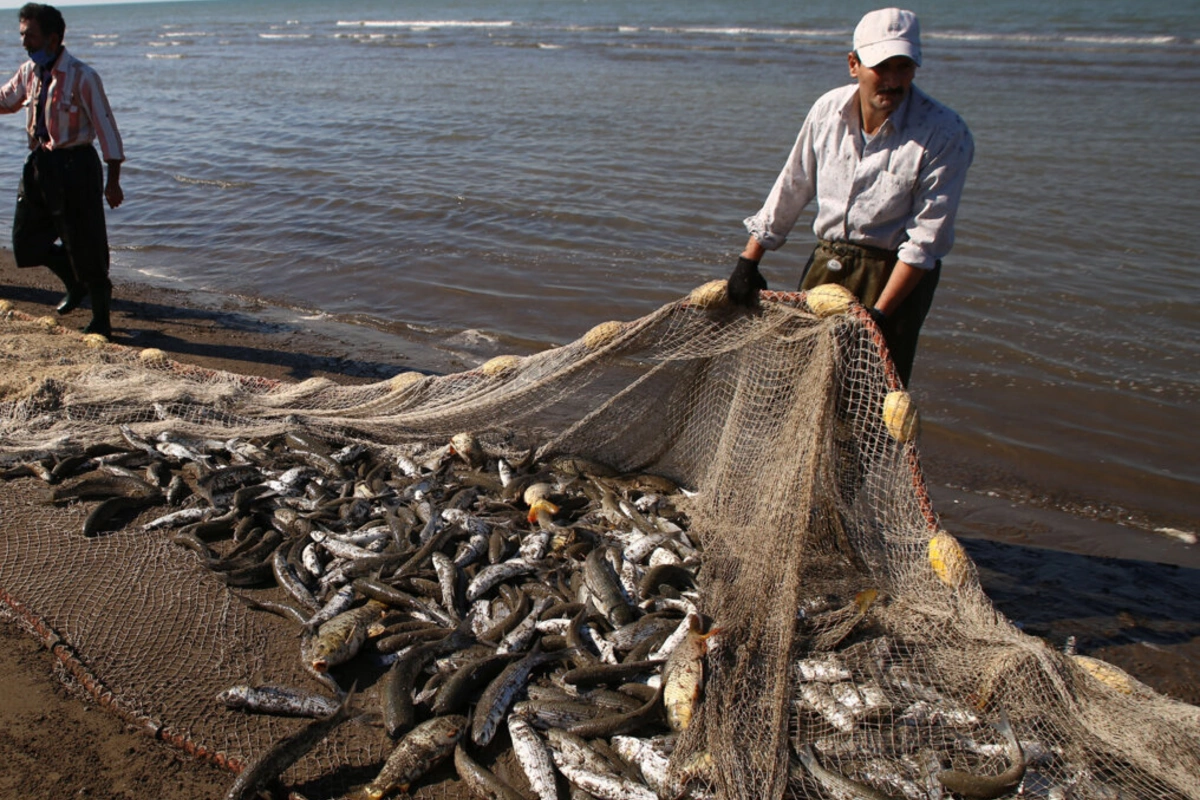 Почему приостановлен выпуск мальков в Каспийское море?