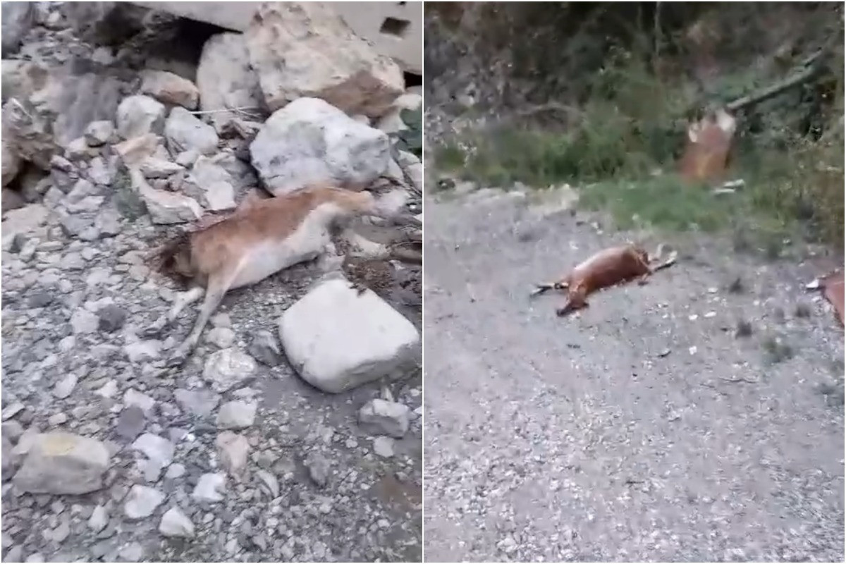 Расследуются кадры отстрела горных козлов в Кяльбаджарском районе-ВИДЕО