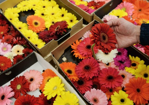 Россельхознадзор с 16 июня может запретить ввоз цветов в РФ через Армению