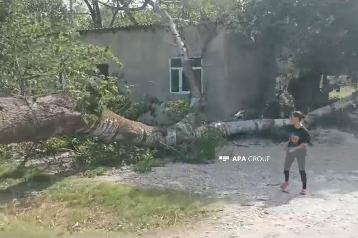 Сильный ветер нанес ущерб инфраструктуре  Хачмазского района -ФОТО