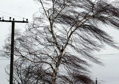 Синоптики предупредили о сильном ветре