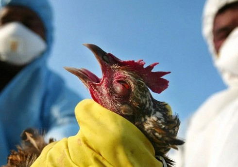 СМИ: Вспышка птичьего гриппа в США является самой серьезной за последние годы