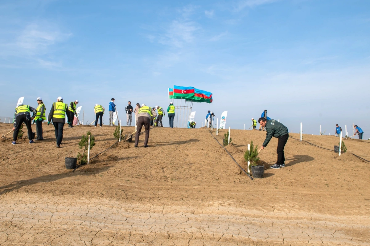SOCAR Midstream провела акцию по посадке деревьев