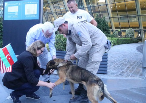 США передали Азербайджану еще двух собак-миноискателей