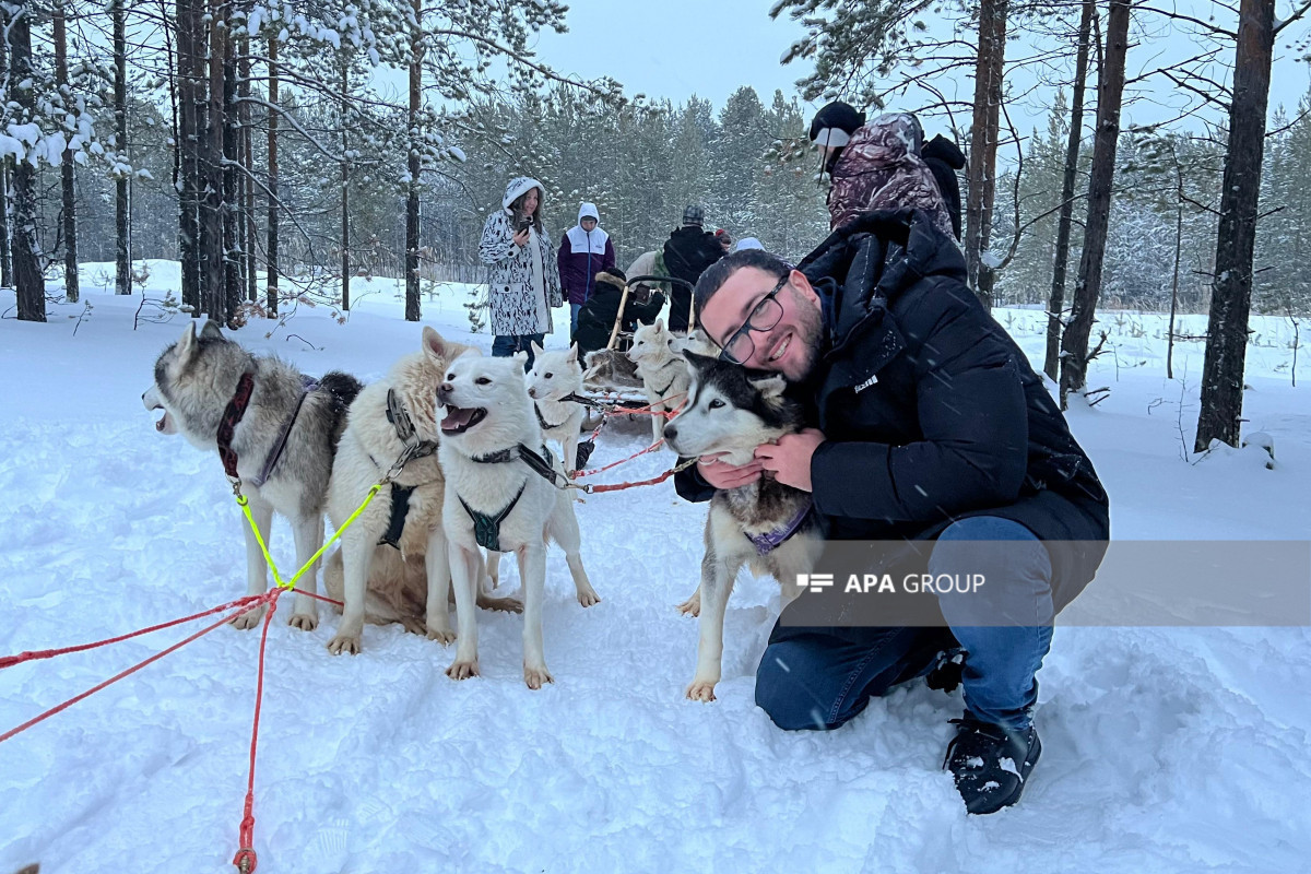 Свободолюбивые и  дружелюбные к людям, хаски, которых называют "сибирскими волками" - РЕПОРТАЖ из Сибири