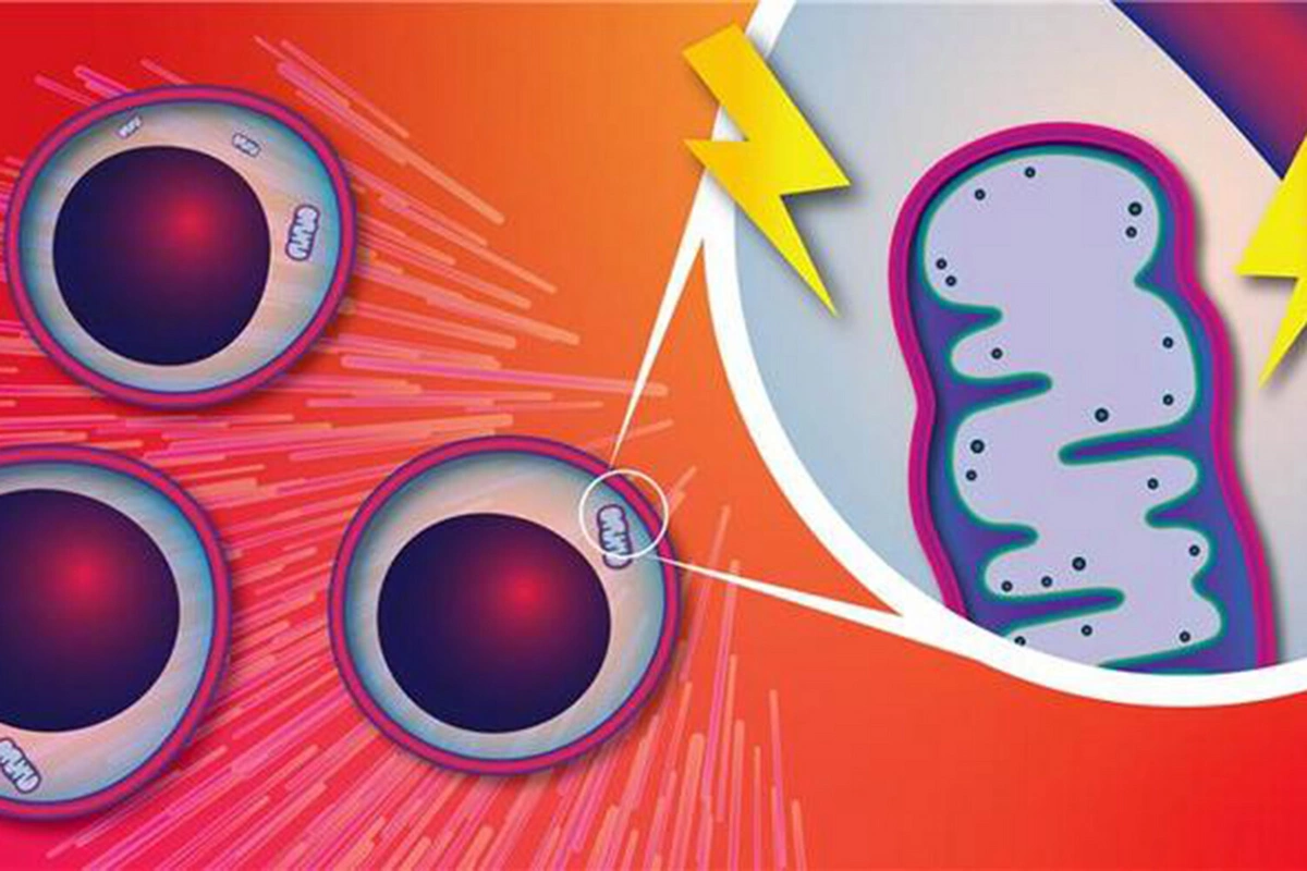 Ученые нашли способ остановить опасные мутации в крови, связанные со старением