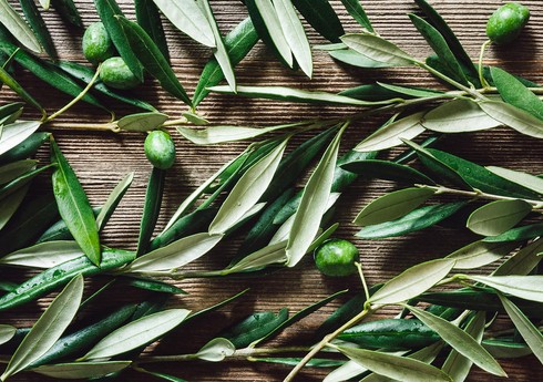 Ученые выяснили, что листья оливы могут помочь снизить кровяное давление