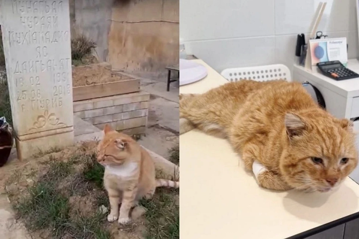 Умер знаменитый кот Хатико из Махачкалы, проживший 7 лет на могиле хозяина