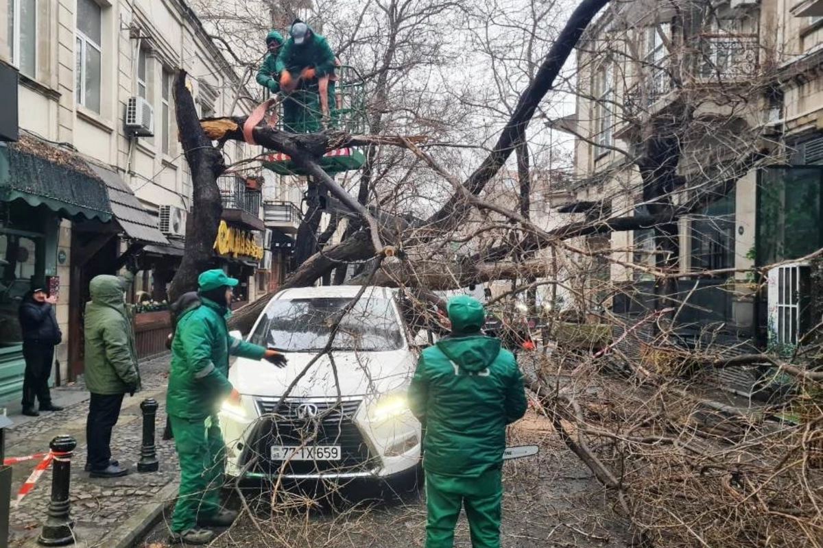 Ураган в Баку повалил 78 деревьев и повредил еще 40