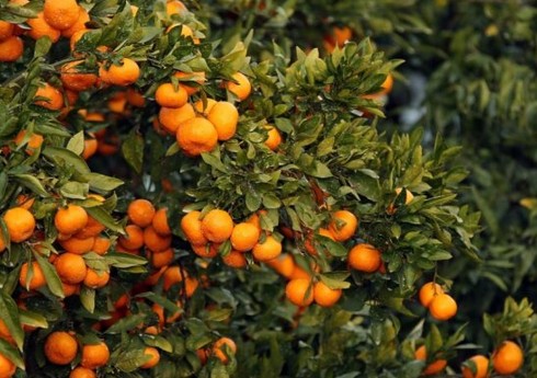 В Азербайджане началось страхование цитрусовых садов