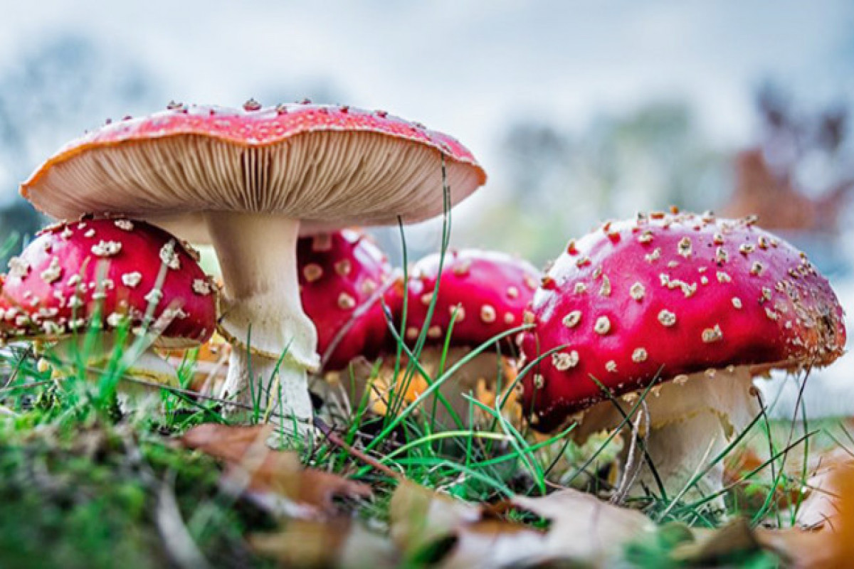 В Азербайджане от отравления грибами скончались два человека - ОБНОВЛЕНО