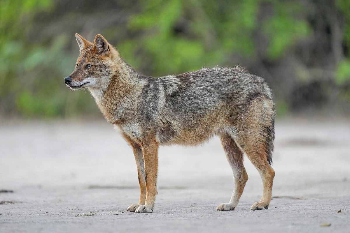 В Азербайджане шакал напал на жителей, три человека пострадали