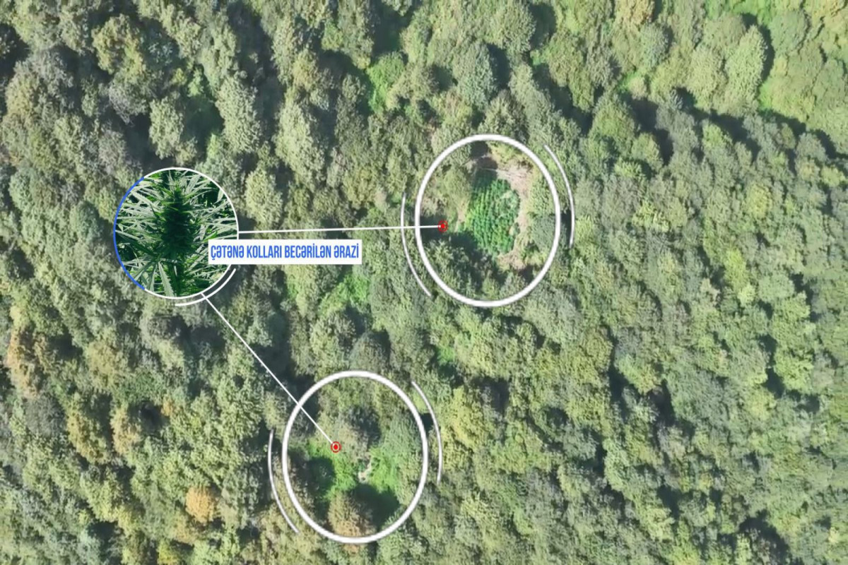 В Азербайджане выявлены 3 наркоплантации, задержаны 5 человек