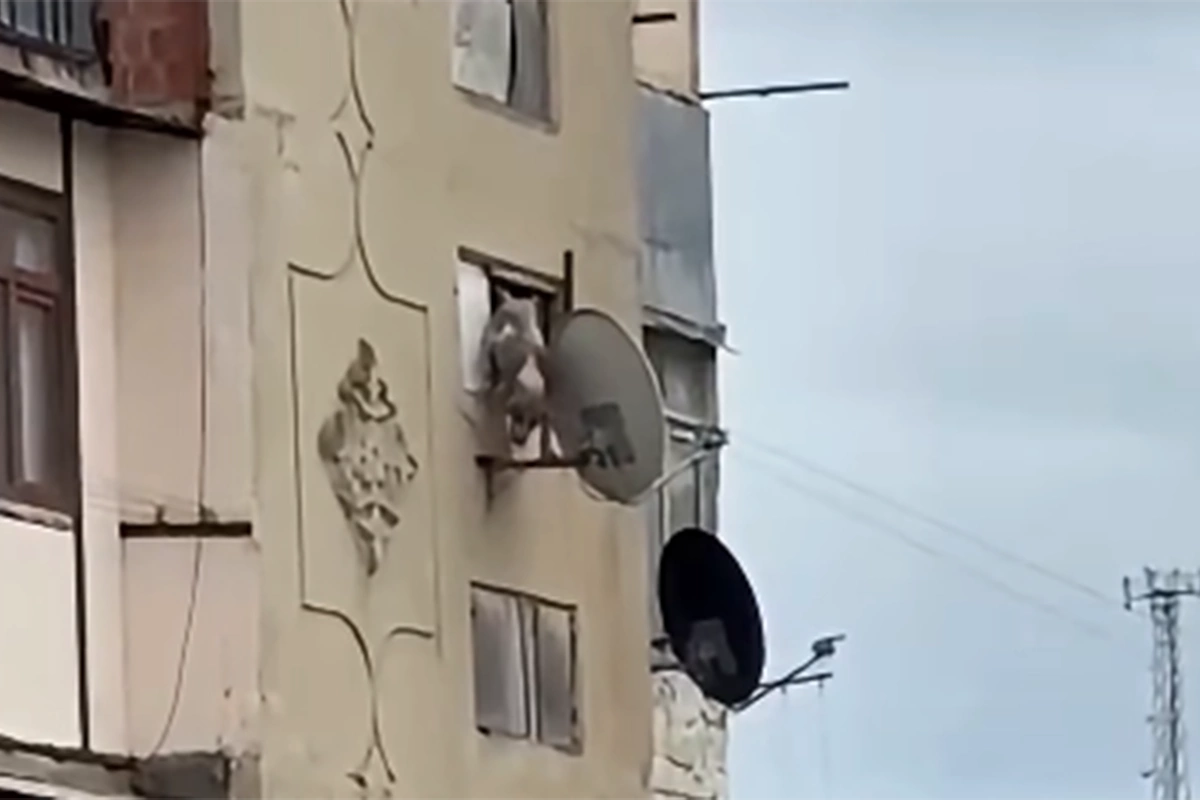 В Баку арестовали человека, выбросившего собаку из окна