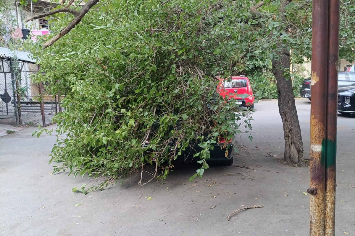 В Баку дерево упало на автомобили