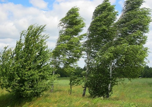В Баку и на Абшеронском полуострове северо-западный ветер усилился до 22 м/с