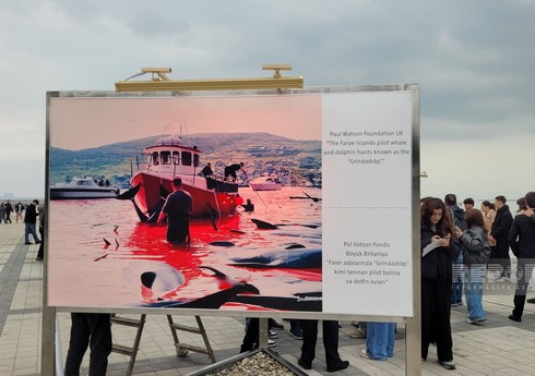 В Баку проходит выставка FINS Initiative, посвященная мировым водам