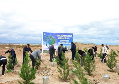 В Баку прошла акция по посадке деревьев