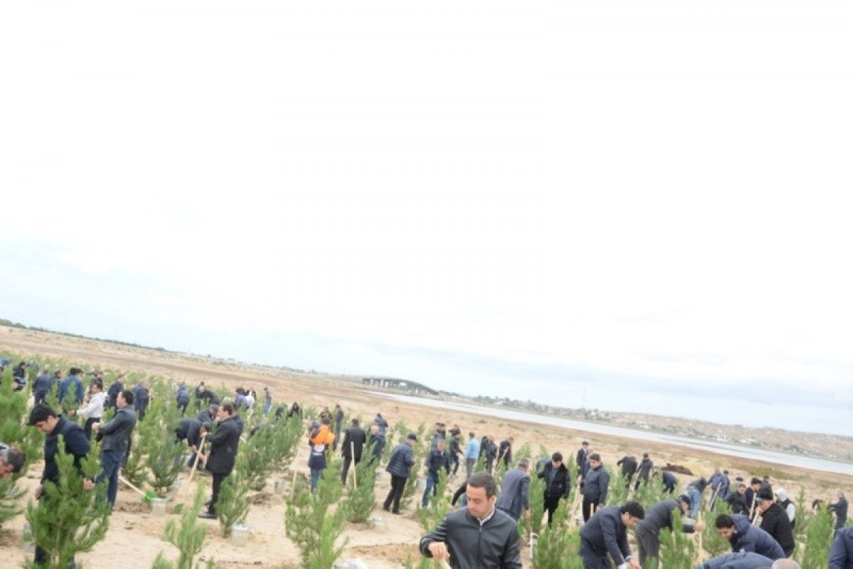 В Баку проведена акция по посадке деревьев – ФОТО