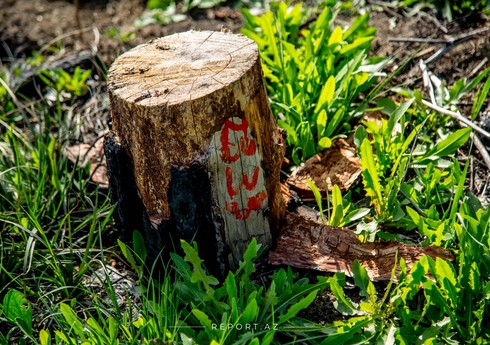 В Баку расследуют случаи незаконной вырубки деревьев