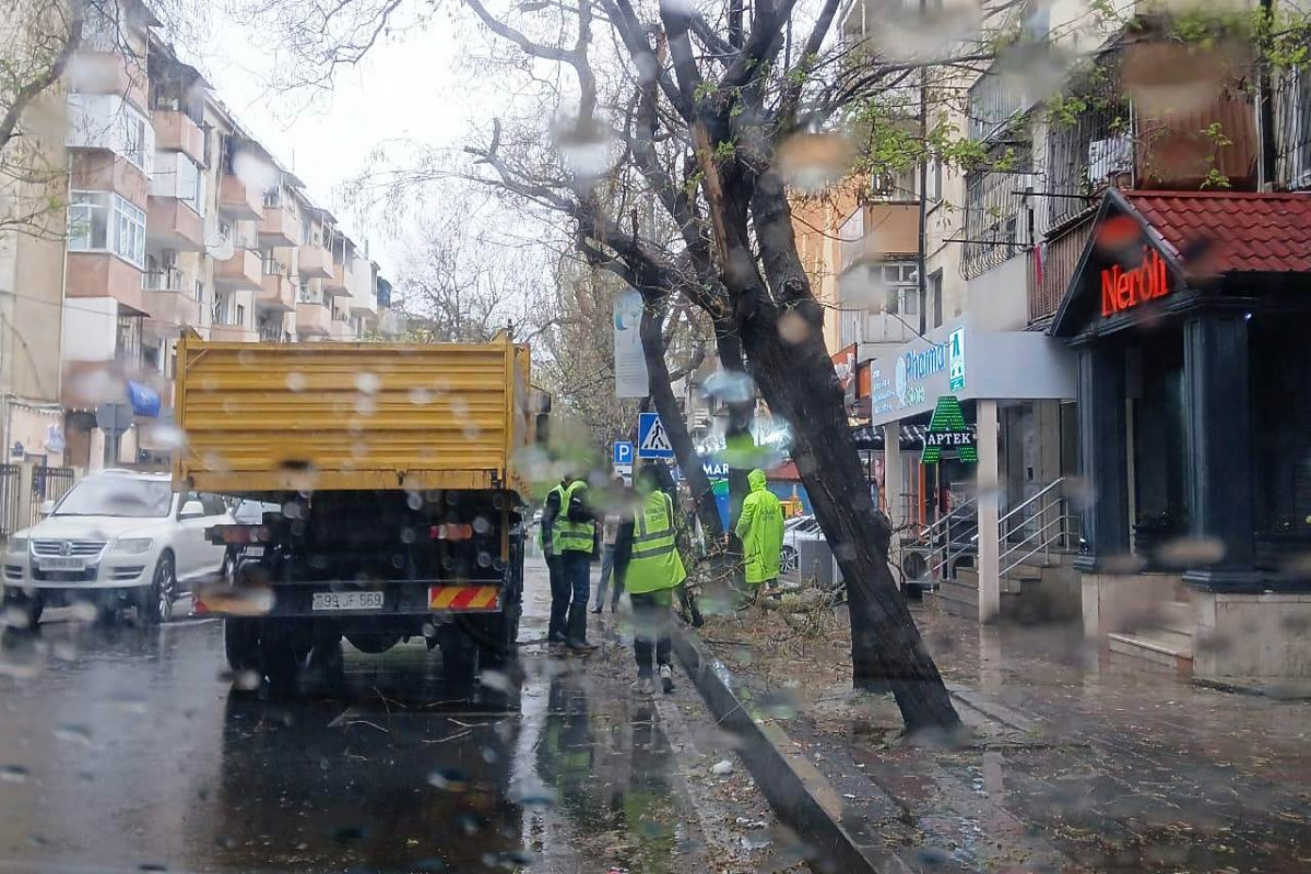 В Баку сильный ветер повалил  55 деревьев-ФОТО
