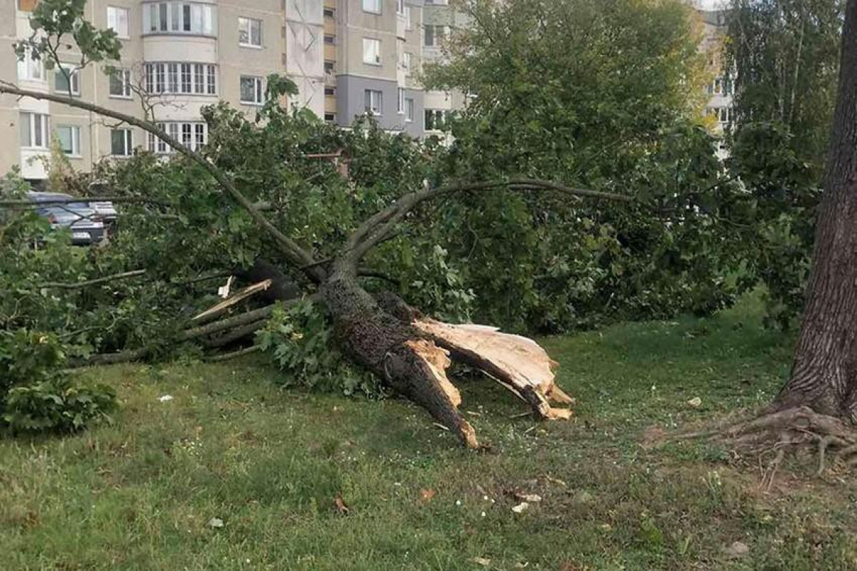 В Баку сильный ветер повалил около 40 деревьев -ОБНОВЛЕНО