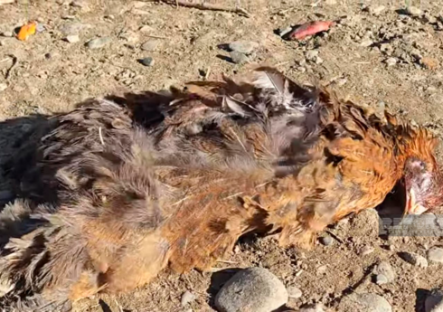 В Билясуваре зафиксирована массовая гибель домашних птиц