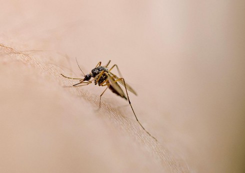 В Британии впервые обнаружили в комарах следы лихорадки Западного Нила