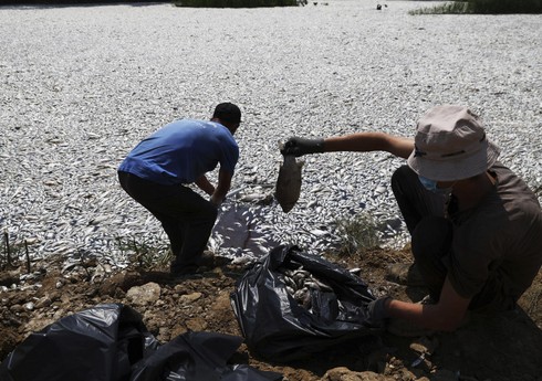 В Эгейском море собрали около 100 тонн мертвой рыбы