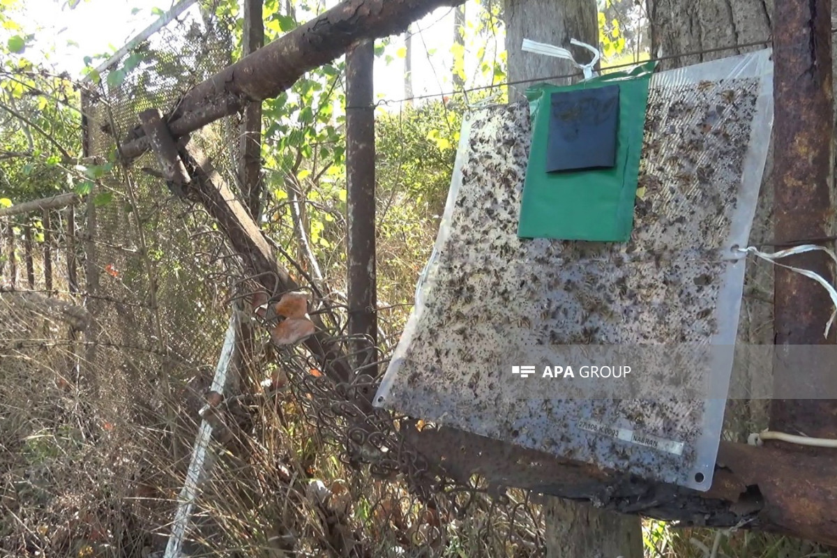 В Хачмазе наблюдается распространение опасных насекомых-вредителей - ФОТО