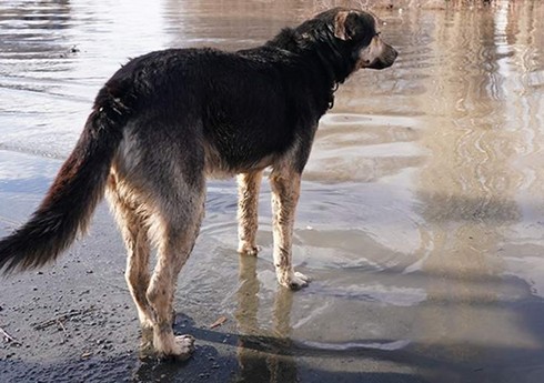 В Казани собаки насмерть загрызли женщину