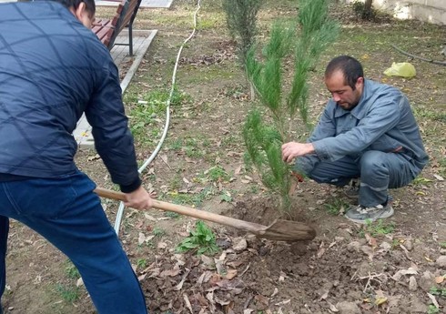 В Мингячевире посажено 640 саженцев деревьев