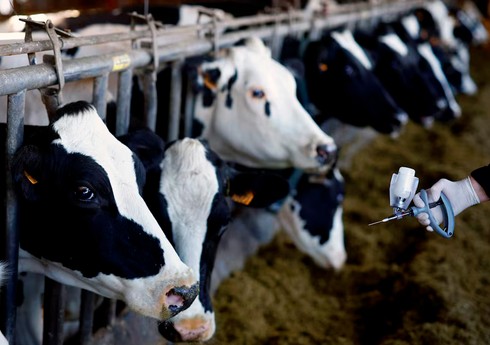 В Нидерландах выявили вариант блютанга, от которого нет вакцины