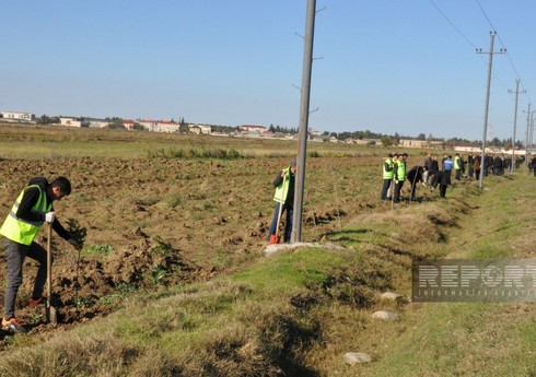 В рамках "Года солидарности во имя зеленого мира" в Билясуваре посажено около 16 тыс. деревьев